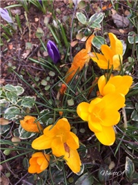 94c2e5ae-20170302 RI Crocus 3.jpg